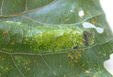 Mine of Phyllonorycter comparella on Populus canescens