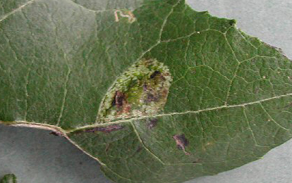 Mine of Phyllonorycter comparella on Populus canescens