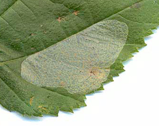 Mine of Phyllonorycter coryli on Corylus avellana