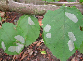 Mines of Phyllonorycter coryli on Corylus