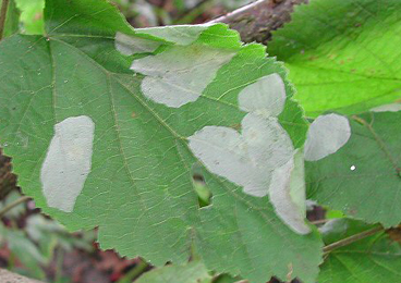 Mines of Phyllonorycter coryli on Corylus