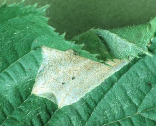 Mine of Phyllonorycter coryli on Corylus