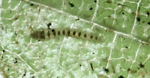 Phyllonorycter coryli larva (photographed in its mine,  through the epidermis)