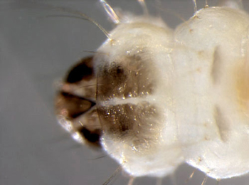 Phyllonorycter coryli larva,  head and pronotum,  dorsal