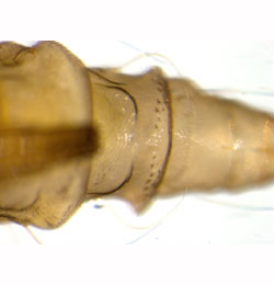 Phyllonorycter coryli pupa,  abdominal segment VII