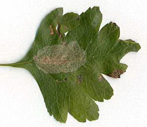 Mine of Phyllonorycter corylifoliella on Crataegus monogyna