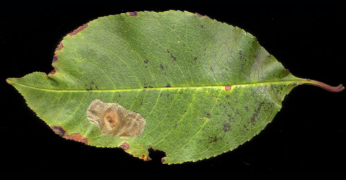 Mine of Phyllonorycter corylifoliella on Prunus serotina