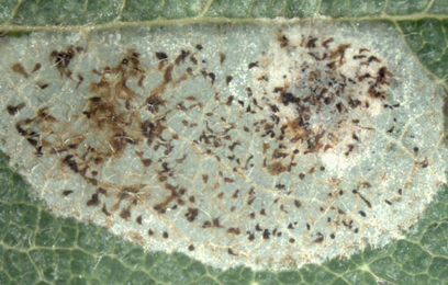 Mine of Phyllonorycter corylifoliella on Crataegus monogyna