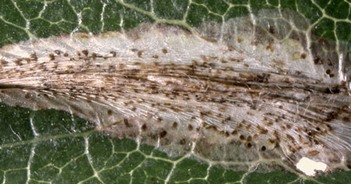 Mine of Phyllonorycter corylifoliella on Crataegus monogyna