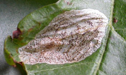 Mine of Phyllonorycter corylifoliella