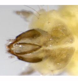 Phyllonorycter corylifoliella larva,  dorsal
