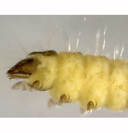 Phyllonorycter corylifoliella larva,  lateral