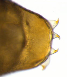 Phyllonorycter cf. cydoniella pupa,  cremaster,  ventral