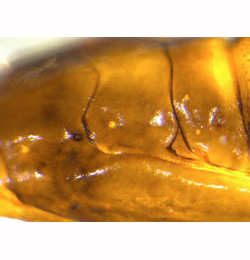 Phyllonorycter cydoniella pupa,  thorax,  lateral