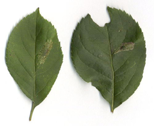 Mine of Phyllonorycter cydoniella on Malus domestica