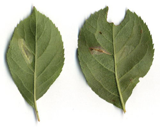 Mine of Phyllonorycter cydoniella on Malus domestica