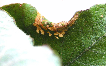 Mine of Phyllonorycter dubitella on Salix caprea