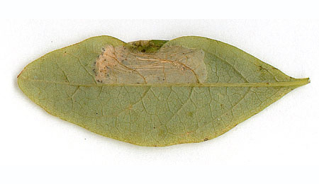 Mine of Phyllonorycter emberizaepenella on Lonicera periclymenum