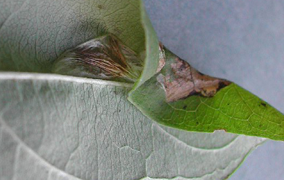 Mine of Phyllonorycter emberizaepenella on Lonicera periclymenum