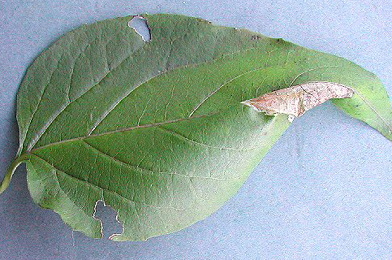 Mine of Phyllonorycter emberizaepenella on Lonicera periclymenum