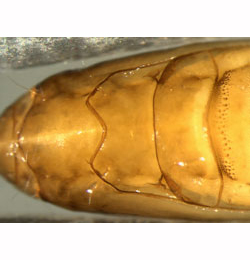 Phyllonorycter emberizaepenella pupa,  thorax,  dorsal