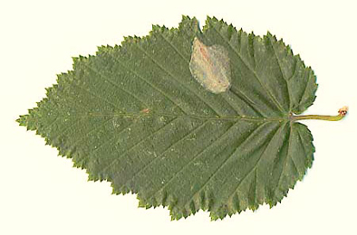 Mine of Phyllonorycter esperella on Carpinus betulus