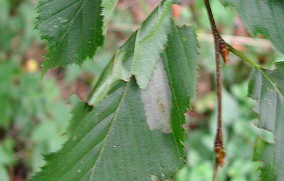 Mine of Phyllonorycter esperella on Carpinus betulus