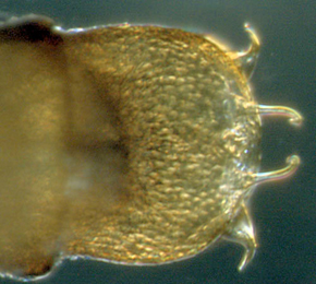 Phyllonorycter esperella pupa,  cremaster