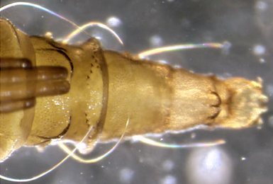 Phyllonorycter esperella pupa,  end of abdomen,  ventral