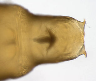 Phyllonorycter froelichiella pupa,  cremaster,  dorsal