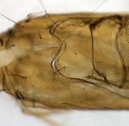 Phyllonorycter froelichiella pupa,  dorsal