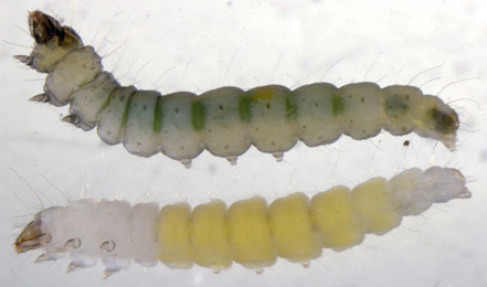 Phyllonorycter froelichiella (top) and kleemannella (bottom) larvae