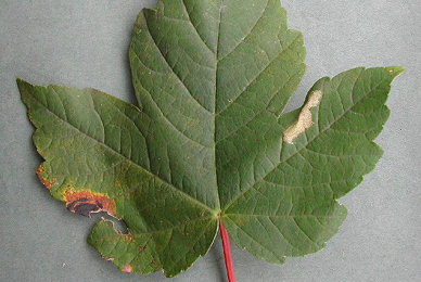 Mine of Phyllonorycter geniculella on Acer pseudoplatanus