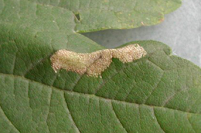 Mine of Phyllonorycter geniculella on Acer pseudoplatanus