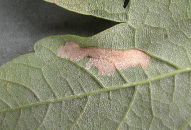 Mine of Phyllonorycter geniculella on Acer pseudoplatanus