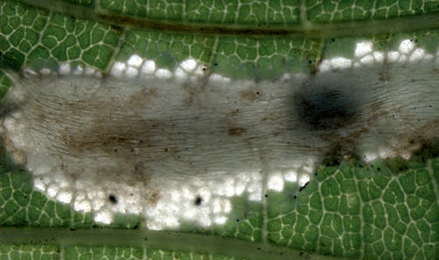 Mine of Phyllonorycter geniculella on Acer pseudoplatanus