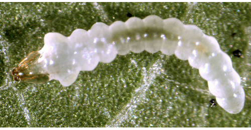 Phyllonorycter geniculella larva in the sap-drinking stage