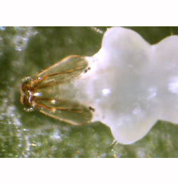 Phyllonorycter geniculella larva in the sap-drinking stage