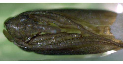 Phyllonorycter geniculella pupa,  ventral