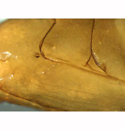 Phyllonorycter geniculella pupa,  lateral
