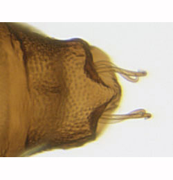 Phyllonorycter geniculella pupa,  cremaster,  dorsal