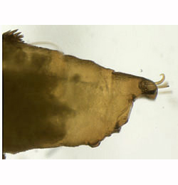 Phyllonorycter geniculella pupa,  cremaster,  lateral