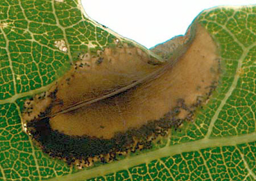 Mine of Phyllonorycter harrisella on Quercus robur