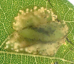 Mine of Phyllonorycter harrisella on Quercus robur