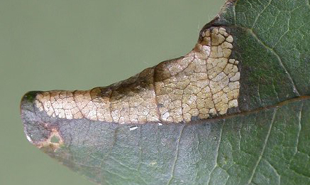 Mine of Phyllonorycter harrisella on Quercus
