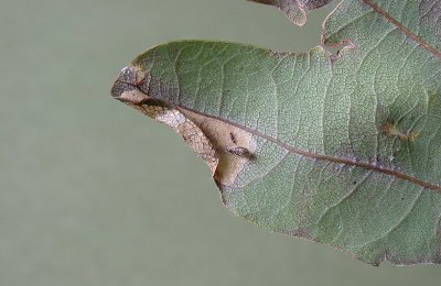 Mine of Phyllonorycter harrisella on Quercus