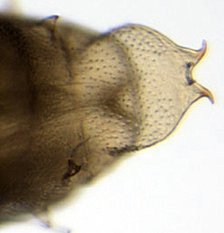 Phyllonorycter harrisella pupa,  cremaster,  dorsal