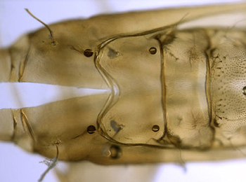 Phyllonorycter harrisella pupal exuvium,  dorsal