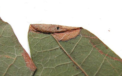 Mine of Phyllonorycter heegeriella on Quercus