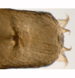 Phyllonorycter heegeriella pupa,  cremaster,  dorsal